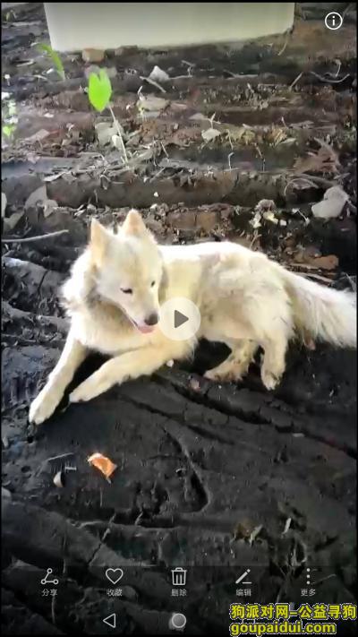 白色萨摩耶，母性，估计在三十斤左右，暂流浪至番禺德兴桥底（东面），它是一只非常可爱的宠物狗狗，希望它早日回家，不要变成流浪狗。