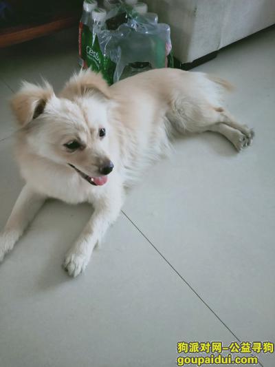 萧山区义蓬捡到一只串串狗，它是一只非常可爱的宠物狗狗，希望它早日回家，不要变成流浪狗。