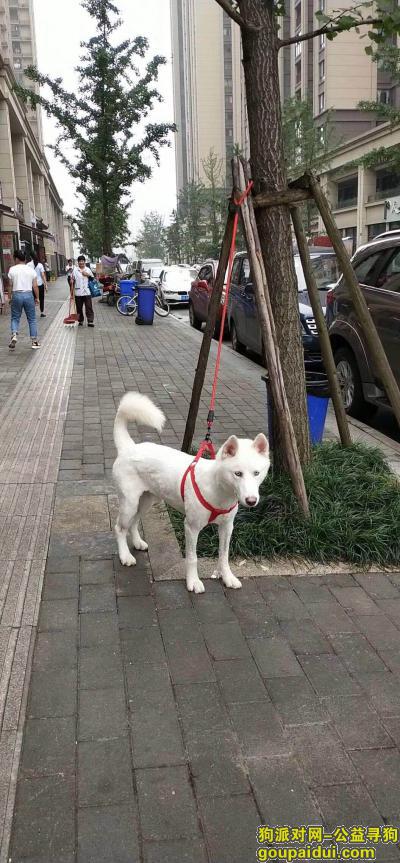 重庆找狗主人，巴南龙洲湾捡到白色二哈一只，它是一只非常可爱的宠物狗狗，希望它早日回家，不要变成流浪狗。