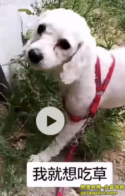 寻找一只白色贵宾狗狗，它是一只非常可爱的宠物狗狗，希望它早日回家，不要变成流浪狗。