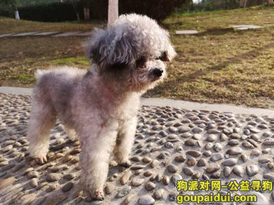 杭州丢狗，酬金5000寻找走丟灰色泰迪小公狗，它是一只非常可爱的宠物狗狗，希望它早日回家，不要变成流浪狗。