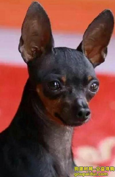 银川寻狗启示，本人与宁夏灵武市欧景豪庭丢失爱犬，它是一只非常可爱的宠物狗狗，希望它早日回家，不要变成流浪狗。
