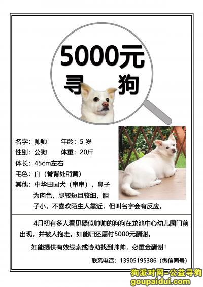 【南京找狗】，重金寻狗 ：白狗，中华田园犬（串串）,，它是一只非常可爱的宠物狗狗，希望它早日回家，不要变成流浪狗。