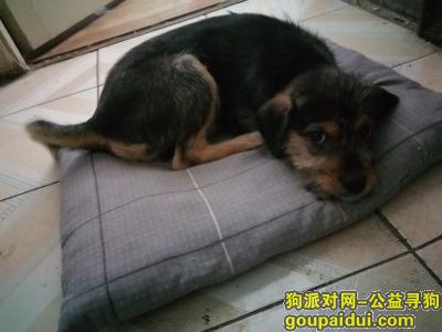 【哈尔滨找狗】，于哈军工附近丢失一黑色串串，它是一只非常可爱的宠物狗狗，希望它早日回家，不要变成流浪狗。
