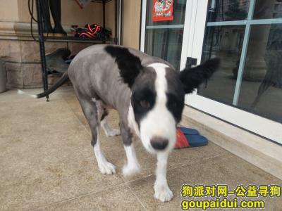 【台州找狗】，椒江内环线附近寻三岁母边牧一只，它是一只非常可爱的宠物狗狗，希望它早日回家，不要变成流浪狗。