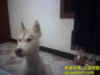 【重庆找狗】，寻狗，解放碑七星岗6月20丢了，它是一只非常可爱的宠物狗狗，希望它早日回家，不要变成流浪狗。