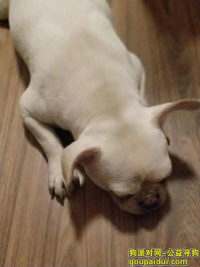 【大连捡到狗】，葵英街捡到一只母法豆，它是一只非常可爱的宠物狗狗，希望它早日回家，不要变成流浪狗。