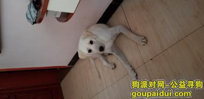 重庆合川寻狗启示白色拉布拉多，它是一只非常可爱的宠物狗狗，希望它早日回家，不要变成流浪狗。