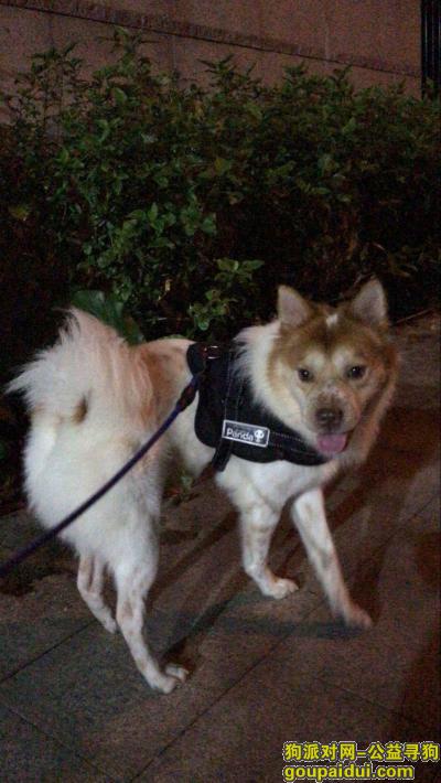 【深圳找狗】，坂田地铁站附近走丢，白色毛头部黄色，它是一只非常可爱的宠物狗狗，希望它早日回家，不要变成流浪狗。