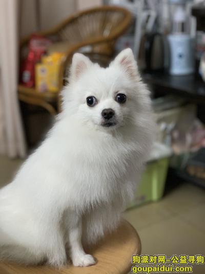 广州找狗，请留意身边有无这条博美犬：雪糕，它是一只非常可爱的宠物狗狗，希望它早日回家，不要变成流浪狗。