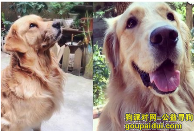 漯河寻狗，6月22号金毛在人民东路走失，它是一只非常可爱的宠物狗狗，希望它早日回家，不要变成流浪狗。