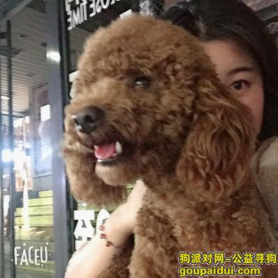 潍坊找狗，2019.06.21在北宫街白浪河桥底下丢失公泰迪一只，它是一只非常可爱的宠物狗狗，希望它早日回家，不要变成流浪狗。