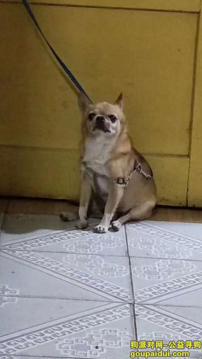 西安市莲湖区劳动公园菜场酬谢两千元寻找12岁吉娃娃串，它是一只非常可爱的宠物狗狗，希望它早日回家，不要变成流浪狗。