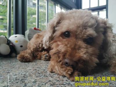 中山寻狗网，2019年6月21日东区大鳌溪新村走失棕色泰迪一只，它是一只非常可爱的宠物狗狗，希望它早日回家，不要变成流浪狗。