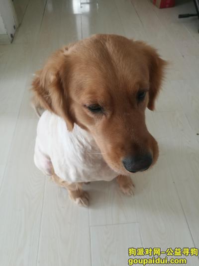 沈阳开发区中央大街优诗美地6月23日凌晨走失一条金毛（剃毛了），它是一只非常可爱的宠物狗狗，希望它早日回家，不要变成流浪狗。