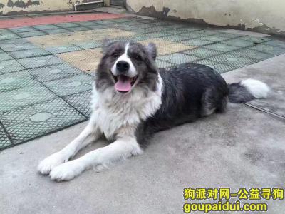 捡到边境牧羊犬，沧州市 海兴县司法局酬谢三千元寻找边牧，它是一只非常可爱的宠物狗狗，希望它早日回家，不要变成流浪狗。
