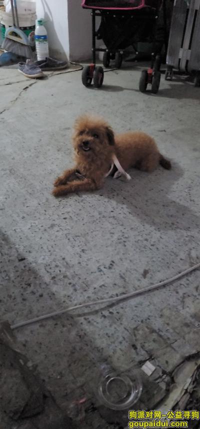 泰迪一只，在莲塘恒大珑庭附近，它是一只非常可爱的宠物狗狗，希望它早日回家，不要变成流浪狗。