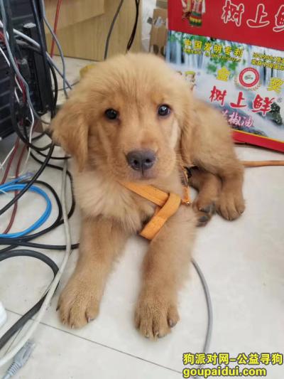 【曲靖找狗】，金毛，三个月大，名叫耀耀，它是一只非常可爱的宠物狗狗，希望它早日回家，不要变成流浪狗。