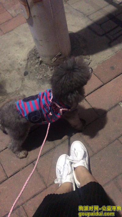广州丢狗，有哪位好心人看到我家狗狗，它是一只非常可爱的宠物狗狗，希望它早日回家，不要变成流浪狗。