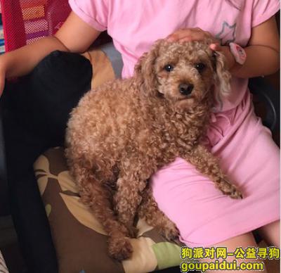 天津寻狗启示，于西青区杨柳青青云里小区丢失小型泰迪一只，它是一只非常可爱的宠物狗狗，希望它早日回家，不要变成流浪狗。