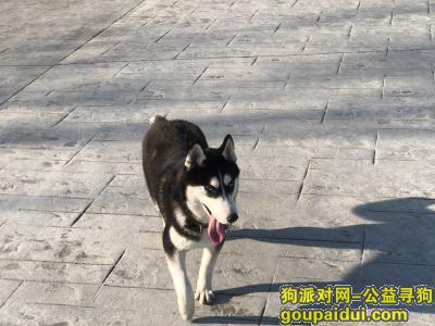 【青岛找狗】，家狗在中山路附近丢失 品种哈士奇，它是一只非常可爱的宠物狗狗，希望它早日回家，不要变成流浪狗。