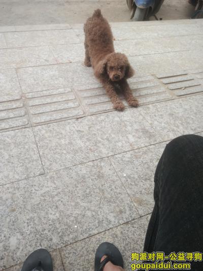 深圳找狗，公泰迪  年龄2岁左右，它是一只非常可爱的宠物狗狗，希望它早日回家，不要变成流浪狗。