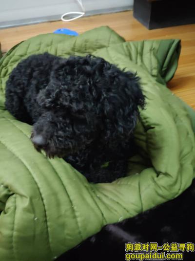 武汉寻狗主人，江汉大学5号门捡到一只黑色比熊犬，它是一只非常可爱的宠物狗狗，希望它早日回家，不要变成流浪狗。