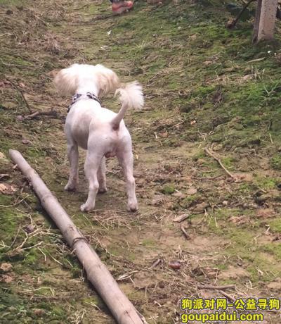 【重庆找狗】，重庆市渝北区两路附近求助，它是一只非常可爱的宠物狗狗，希望它早日回家，不要变成流浪狗。