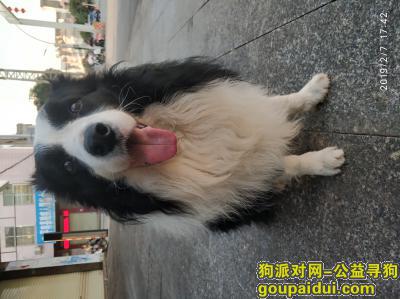 贵港寻狗，寻黑白色边牧犬里奥狗启示，它是一只非常可爱的宠物狗狗，希望它早日回家，不要变成流浪狗。