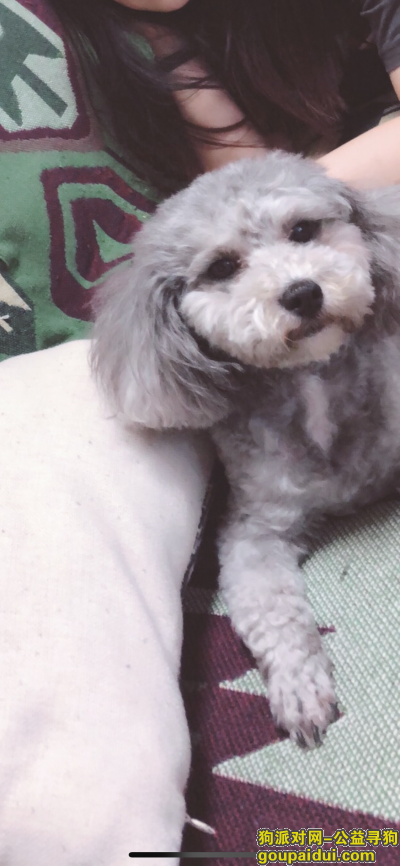 涞源莲花镇小区丢失灰色泰迪爱犬，它是一只非常可爱的宠物狗狗，希望它早日回家，不要变成流浪狗。