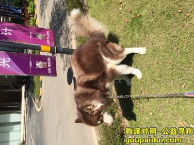 广州寻狗，黄七喜，走失坐标，广州增城区中新广场，它是一只非常可爱的宠物狗狗，希望它早日回家，不要变成流浪狗。