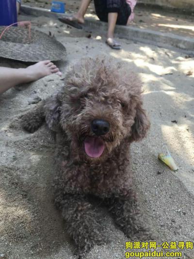 深圳寻狗启示，寻 泰迪 公 14  灰，它是一只非常可爱的宠物狗狗，希望它早日回家，不要变成流浪狗。