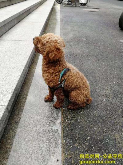 【杭州找狗】，跑丢的泰迪寻觅回家的路，它是一只非常可爱的宠物狗狗，希望它早日回家，不要变成流浪狗。