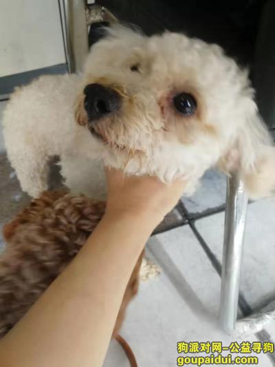 敲黑板，杭州拱墅区泰嘉园捡到个泰迪 白色带有浅棕色毛，它是一只非常可爱的宠物狗狗，希望它早日回家，不要变成流浪狗。
