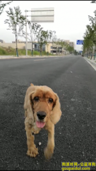 上海找狗，佘北家园丢失一只可卡犬外形形似金毛，它是一只非常可爱的宠物狗狗，希望它早日回家，不要变成流浪狗。