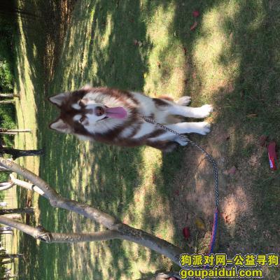 黄七喜，走失坐标广州市增城区中新广场，它是一只非常可爱的宠物狗狗，希望它早日回家，不要变成流浪狗。