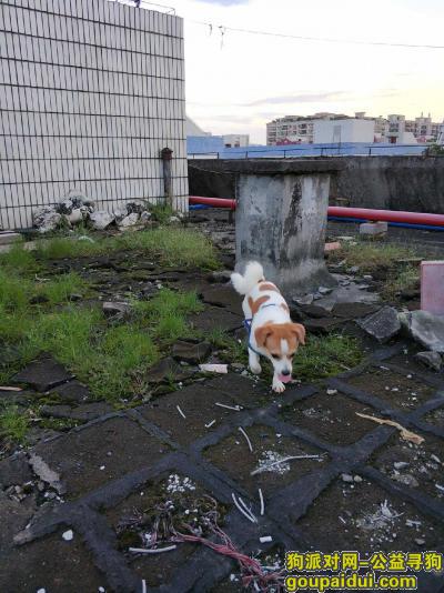 【广州找狗】，广州奥体附近重金找狗，它是一只非常可爱的宠物狗狗，希望它早日回家，不要变成流浪狗。