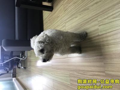 深圳白色泰迪or比熊急需被领养，它是一只非常可爱的宠物狗狗，希望它早日回家，不要变成流浪狗。