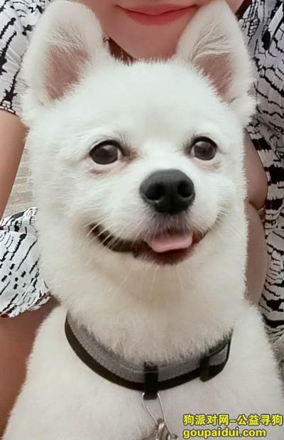 上海寻狗，白色博美狗狗丢了，剪的短毛，它是一只非常可爱的宠物狗狗，希望它早日回家，不要变成流浪狗。