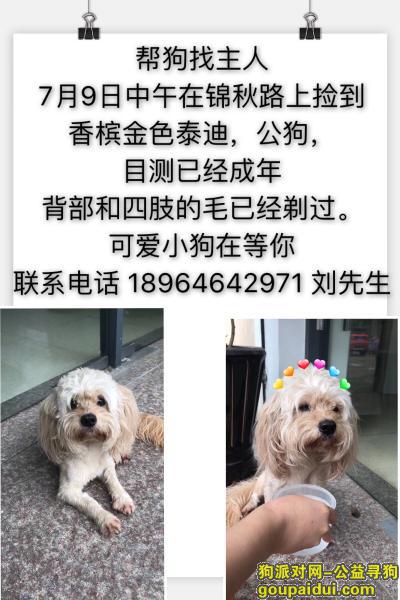 上海捡到狗，7月9日在锦秋路上捡到的泰迪，它是一只非常可爱的宠物狗狗，希望它早日回家，不要变成流浪狗。