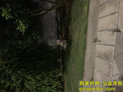 【深圳捡到狗】，深圳前海一只带有黑色背带的狗狗走失，它是一只非常可爱的宠物狗狗，希望它早日回家，不要变成流浪狗。