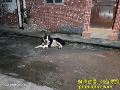 【广州捡到狗】，一只边牧7月9号开始来我这附近溜达，它是一只非常可爱的宠物狗狗，希望它早日回家，不要变成流浪狗。