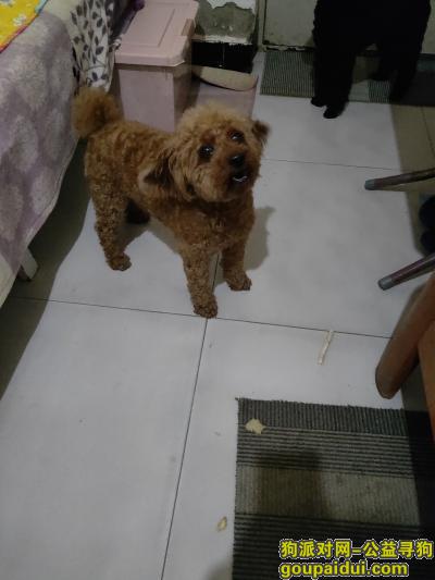 【北京找狗】，泰迪狗狗找主人，公，红棕色，它是一只非常可爱的宠物狗狗，希望它早日回家，不要变成流浪狗。