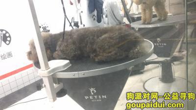 【上海找狗】，在南汇捡到一只泰迪贵宾，它是一只非常可爱的宠物狗狗，希望它早日回家，不要变成流浪狗。