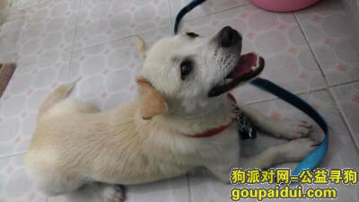 在深圳沙井明珠市场（西荟城）附近捡到一只雄性狗狗，它是一只非常可爱的宠物狗狗，希望它早日回家，不要变成流浪狗。