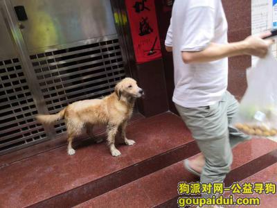 深圳市宝安区宝民一路灶下村发现一只走失金毛[2019.7.14 13:30发现]，它是一只非常可爱的宠物狗狗，希望它早日回家，不要变成流浪狗。