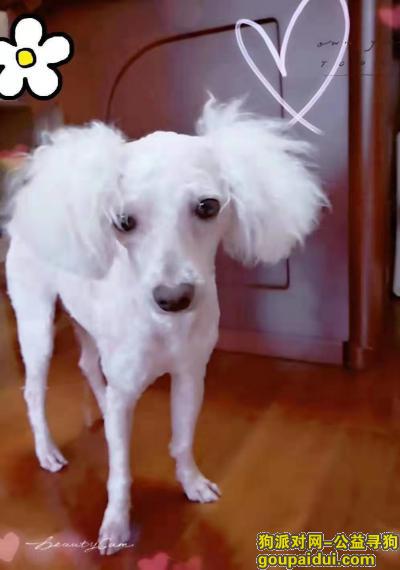 【长沙找狗】，长沙河西白色剪了毛比熊丢失，它是一只非常可爱的宠物狗狗，希望它早日回家，不要变成流浪狗。