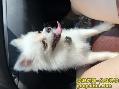 重庆捡到狗，捡到一只白色博美犬！！失主速联系！，它是一只非常可爱的宠物狗狗，希望它早日回家，不要变成流浪狗。