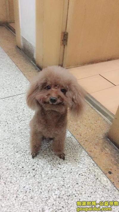 济南寻狗网，寻找家人—棕色泰迪八岁，它是一只非常可爱的宠物狗狗，希望它早日回家，不要变成流浪狗。