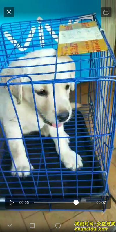 【重庆找狗】，请大家帮忙找找我的小拉布拉多，它是一只非常可爱的宠物狗狗，希望它早日回家，不要变成流浪狗。